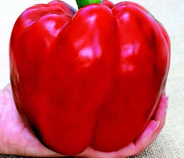 Red Knight X3R hybrid pepper seeds packet from Seeds 'n Such, showing 12 to 15 vibrant pepper seeds in a labeled packet.