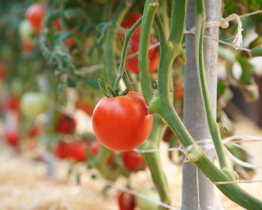 Packet of Seeds 'n Such Rubee Dawn Hybrid Tomato Seeds with 12-15 seeds visible inside.