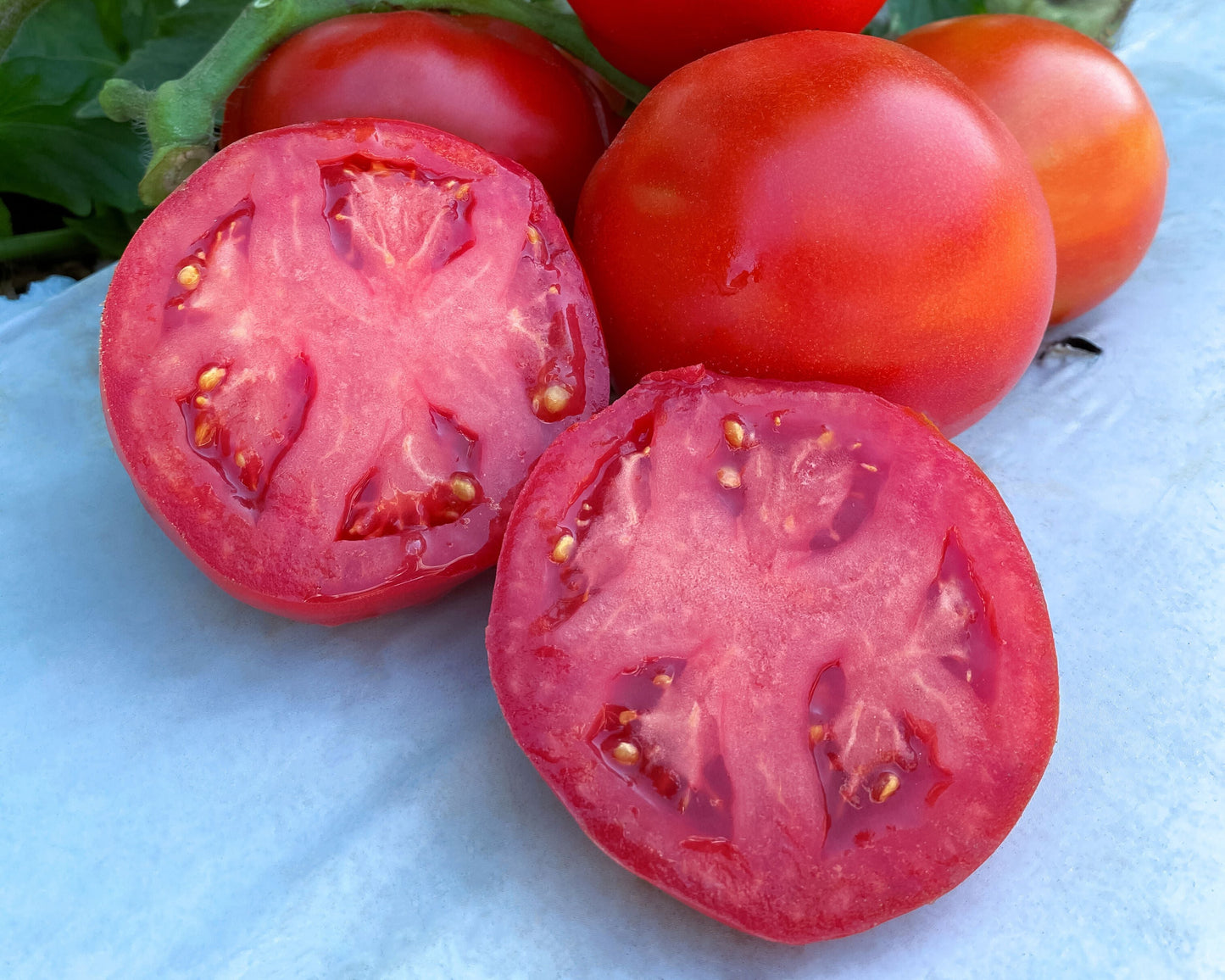 Packet of Seeds 'n Such Rubee Dawn Hybrid Tomato Seeds showing 12 to 15 seeds in a colorful packet.