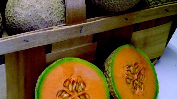 Sugar Cube Hybrid Cantaloupe Seeds - Blessings Grow Meadows