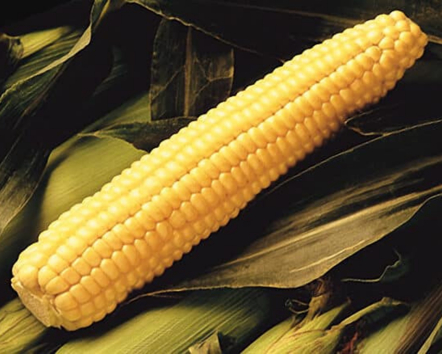 Packet of Seeds 'n Such Early Sunglow Hybrid yellow corn seeds showing bright yellow kernels in a seed packet.