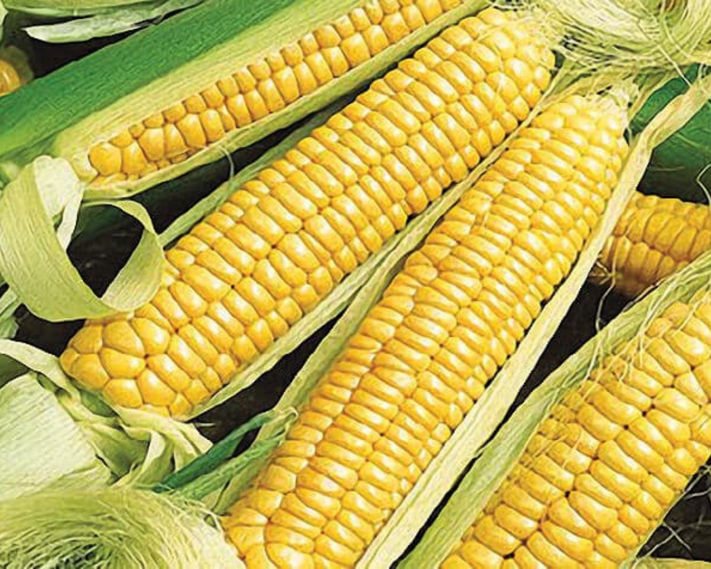Golden Bantam yellow corn seeds from Seeds 'n Such in a packet with 125 seeds, ideal for planting and growing sweet corn.