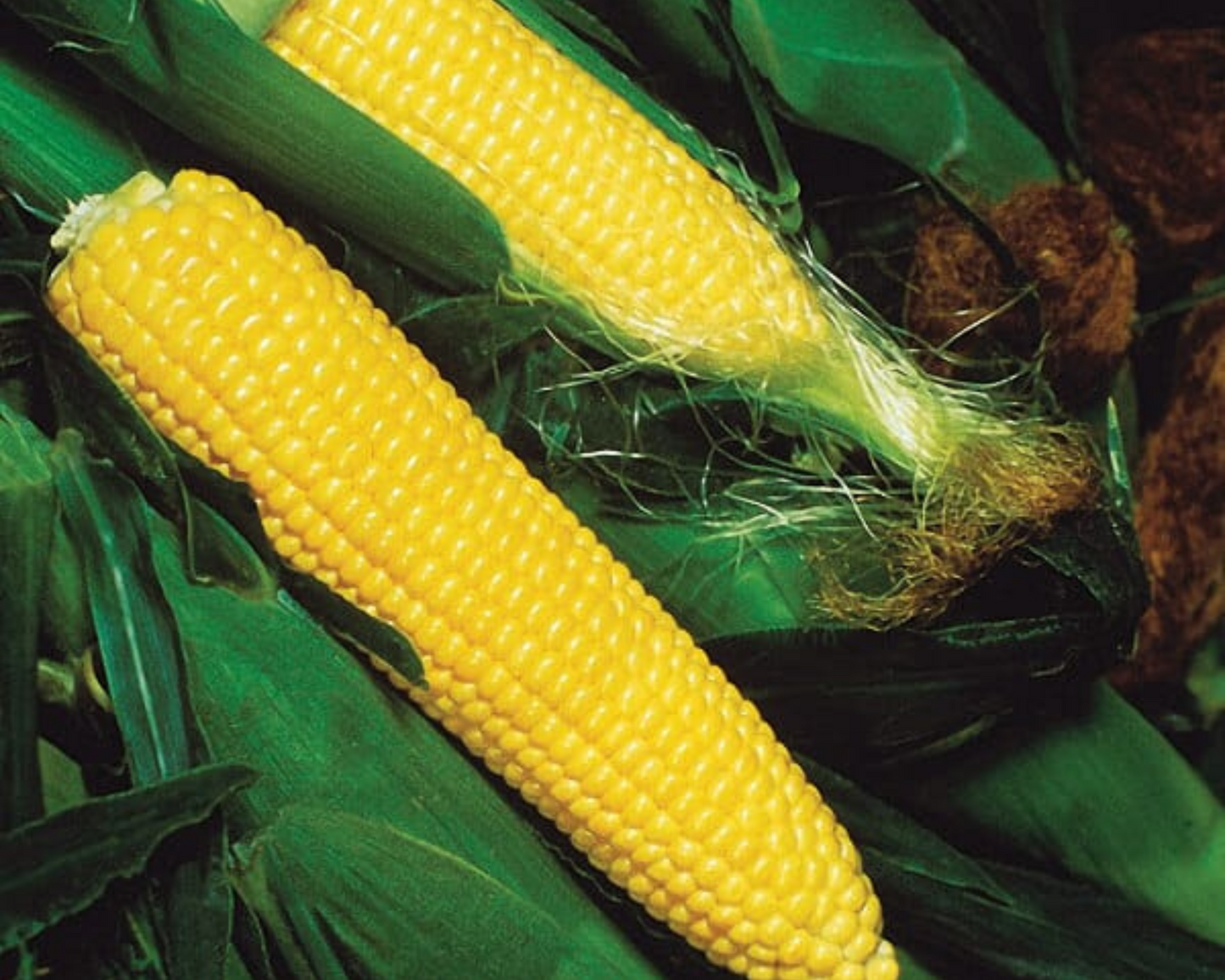 Golden Jubilee Hybrid yellow corn seeds packet from Seeds 'n Such, showing 125 seeds for planting and cultivation.