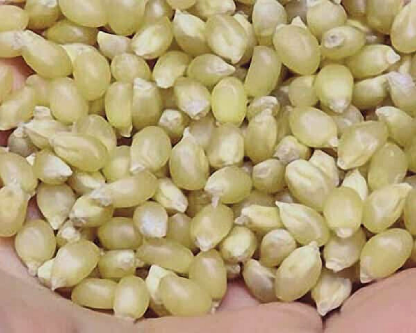 Packet of Seeds 'n Such Japanese White Hulless Corn Seeds showing 125 seeds in a clear packet.