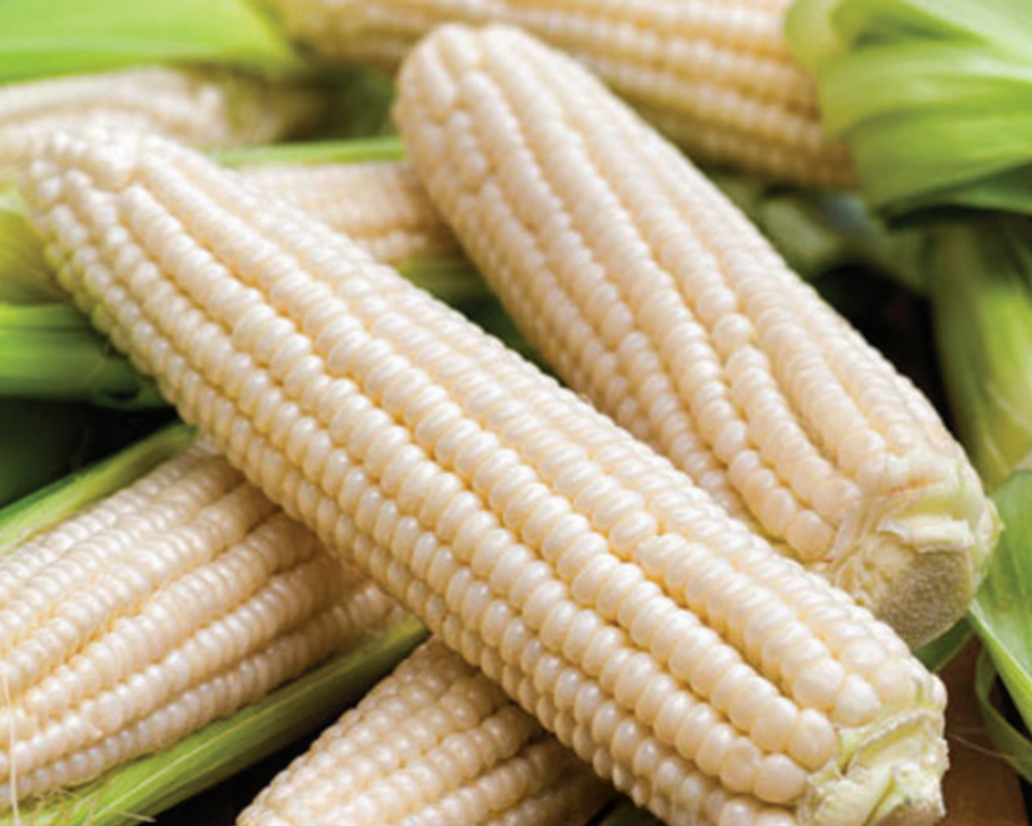 Packet of Seeds 'n Such Silver Queen Hybrid white corn seeds with 125 seeds in a clear packet.