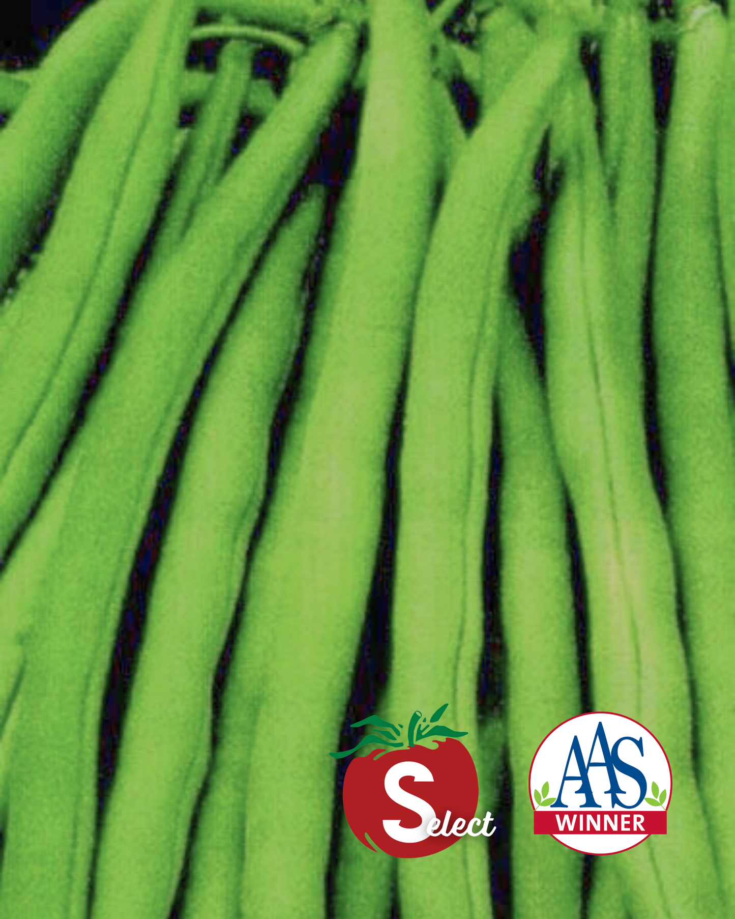 Stringless Blue Lake S-7 bean seeds packet from Seeds 'n Such, featuring 125 seeds of fresh, stringless green bean plants.