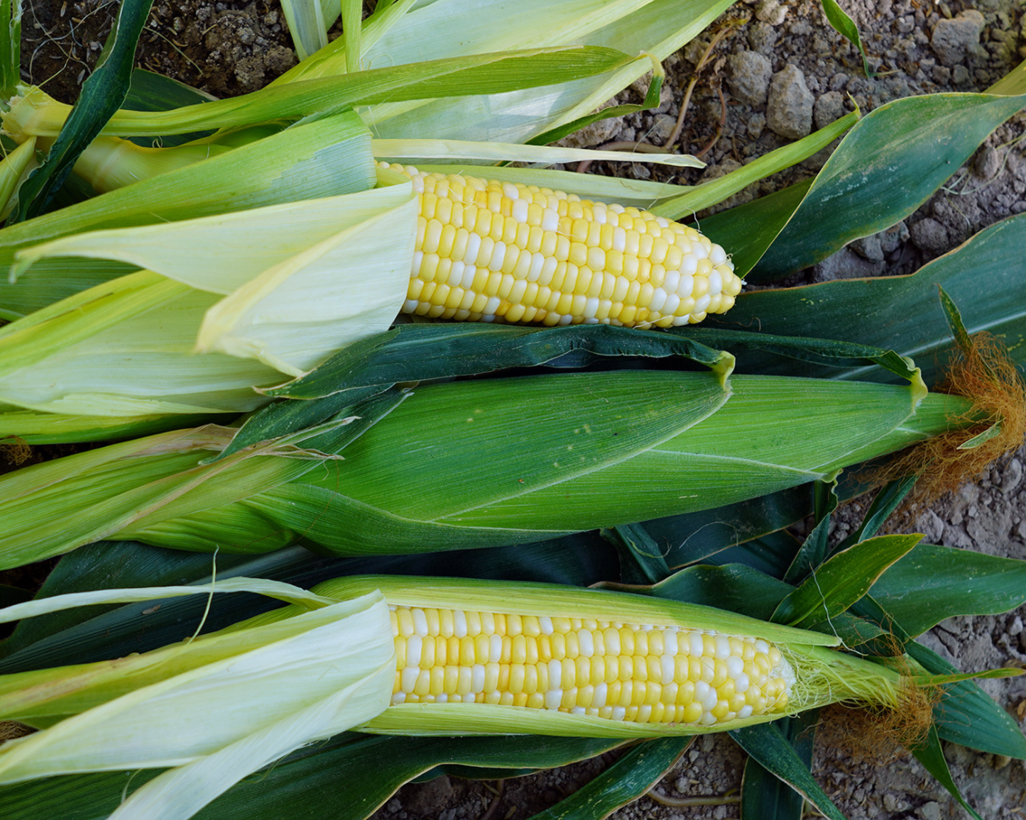 Bicolor Trinity Corn Seeds by Seeds 'n Such in a packet containing 125 seeds, ready for planting in gardens or farms.
