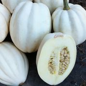 Seeds 'n Such mashed potatoes hybrid winter squash seed packet with 15-20 seeds, showing colorful squash and seed packaging.
