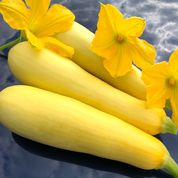 Packet of Seeds 'n Such Smooth Criminal Hybrid Summer Squash Seeds with 15-20 seeds, shown in a colorful seed packet.