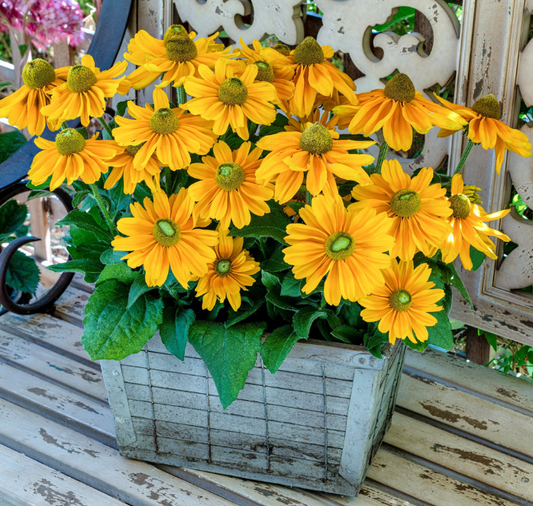 Packet of 15 Amarillo Gold Rudbeckia Seeds by Seeds 'n Such, showcasing bright yellow flower seed packet for gardening.