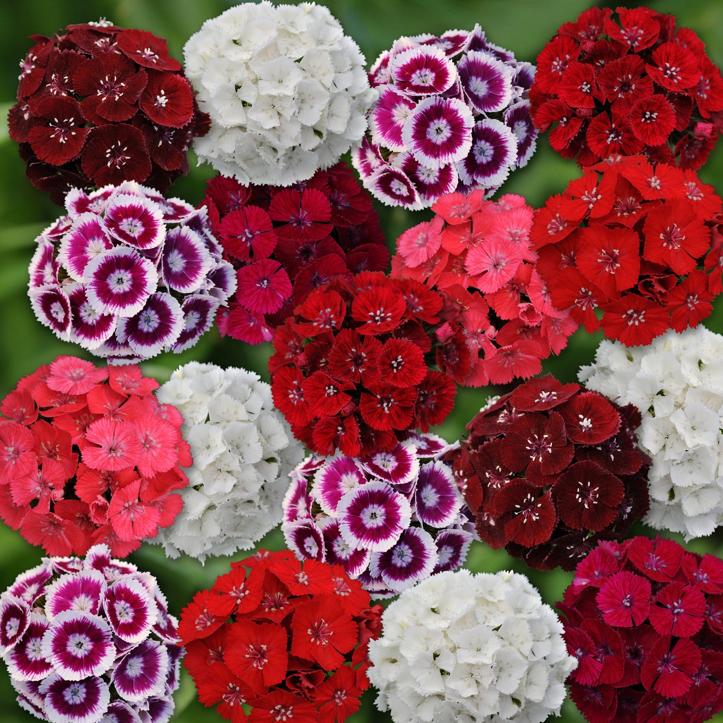 Sweet Mix Dianthus Seeds - Blessings Grow Meadows