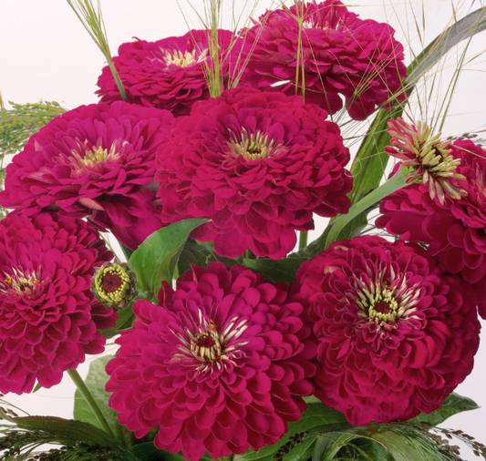 Packet of Seeds 'n Such Benary's Giant Wine Zinnia Seeds showing vibrant flower images and seed packet label.