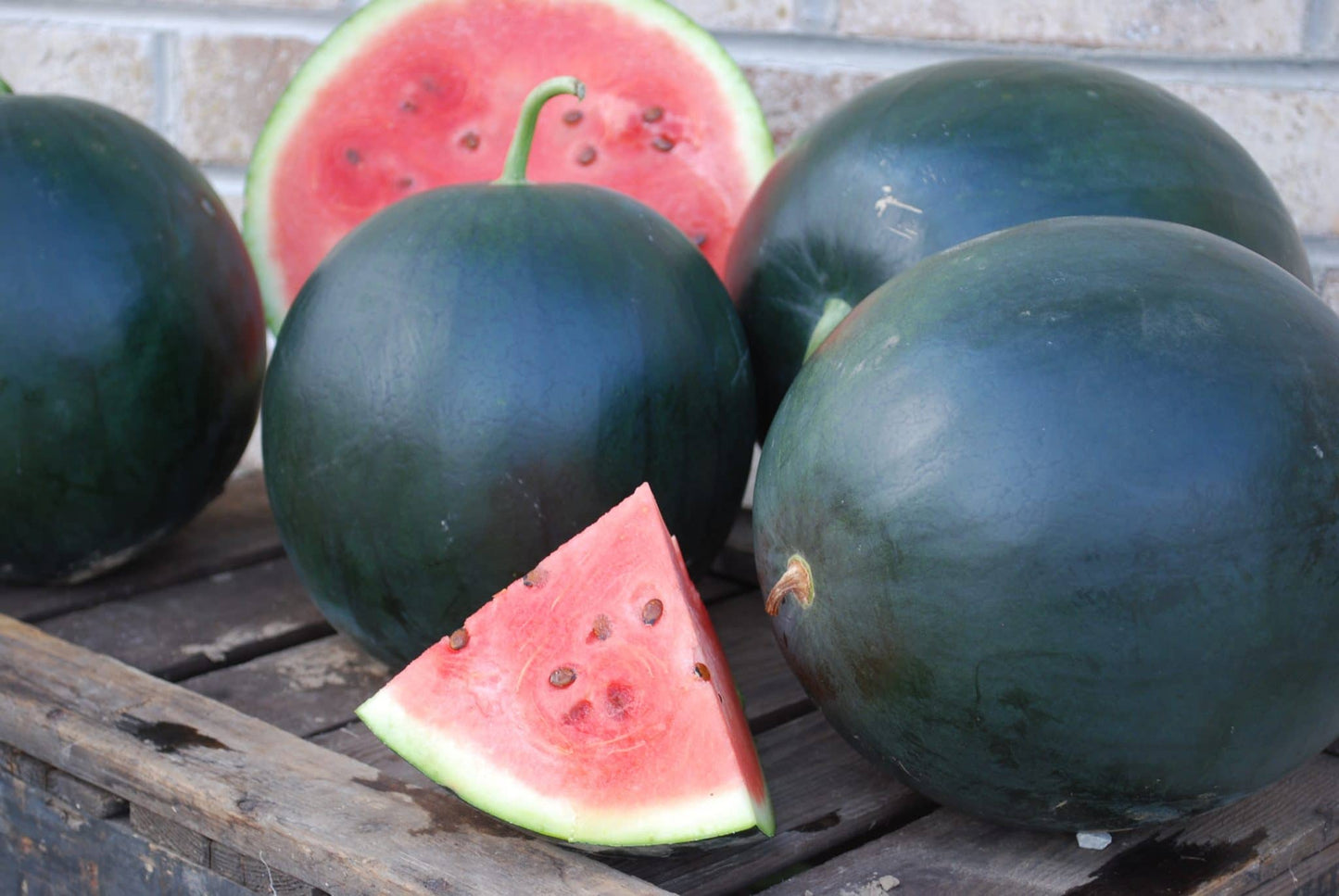 Packet of Blacktail Mountain Watermelon Seeds by Seeds 'n Such, showing 15-20 seeds in a clear seed packet.