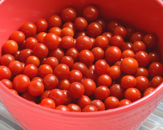 Packet of Candyland Red Tomato Seeds from Seeds 'n Such showing 15 to 20 seeds inside the seed packet.