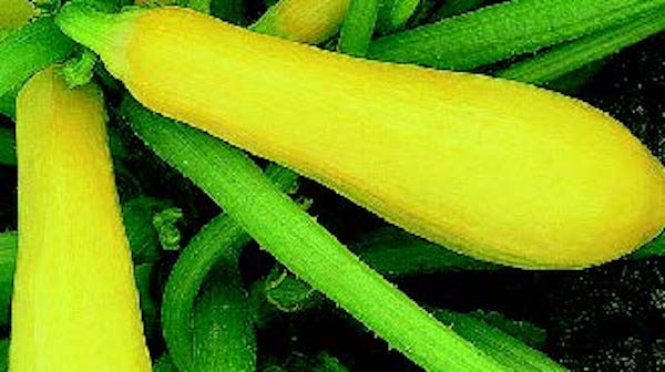 Enterprise Hybrid Squash Seeds - Blessings Grow Meadows