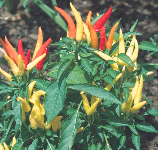Fire and Ice Ornamental Pepper Seeds packet from Seeds 'n Such showing 15-20 seeds in a colorful packet.