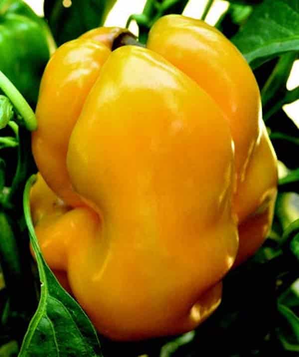 Packet of Goliath Goldrush Hybrid Pepper Seeds from Seeds 'n Such, showing 15-20 seeds in a colorful seed packet.