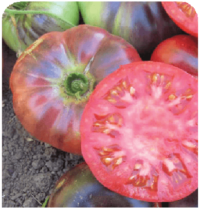 Indigo Blue Beauty tomato seeds packet from Seeds 'n Such, showing blue-colored tomato seed packet for planting.