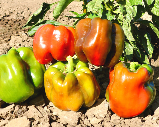 Packet of King Arthur Hybrid Bell Pepper Seeds by Seeds 'n Such, showing 15-20 seeds in a colorful seed packet.