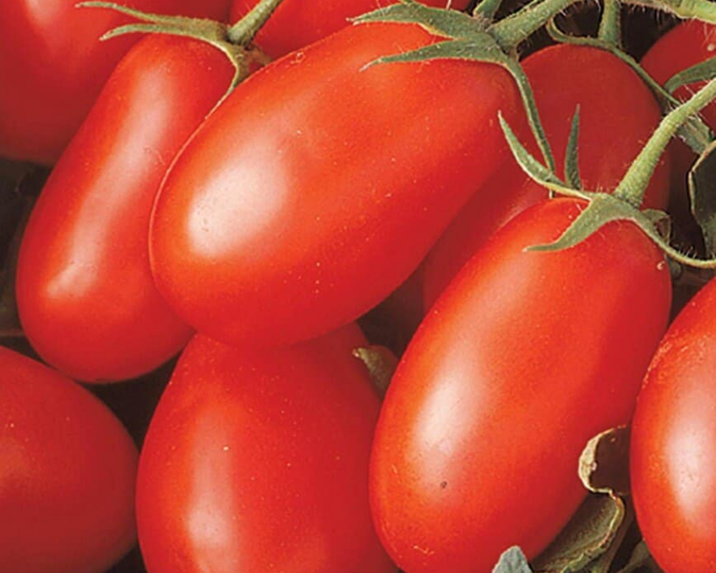 Close-up of La Roma III Hybrid Tomatoes by Seeds 'n Such, still on their green stems, highlighting smooth oval skins—these tomatoes offer high yields and excellent disease resistance.
