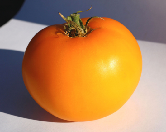 Packet of Lemon Boy Plus Hybrid Tomato Seeds from Seeds 'n Such, showing 15 to 20 seeds in the packet.