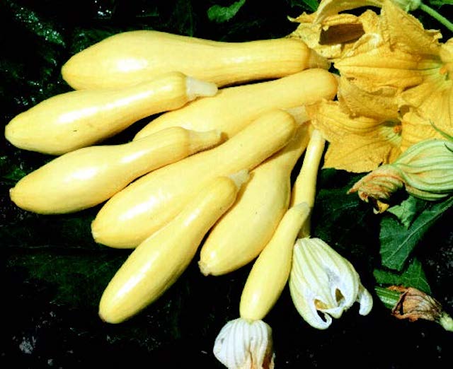Packet of Seeds 'n Such Multipik Hybrid Summer Squash Seeds showing 15 to 20 seeds inside the packet.