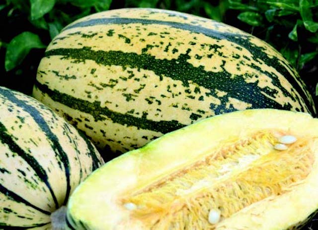 Packet of Sugaretti Hybrid Winter Squash Seeds from Seeds 'n Such, showing 15 to 20 seeds in a clear seed packet.