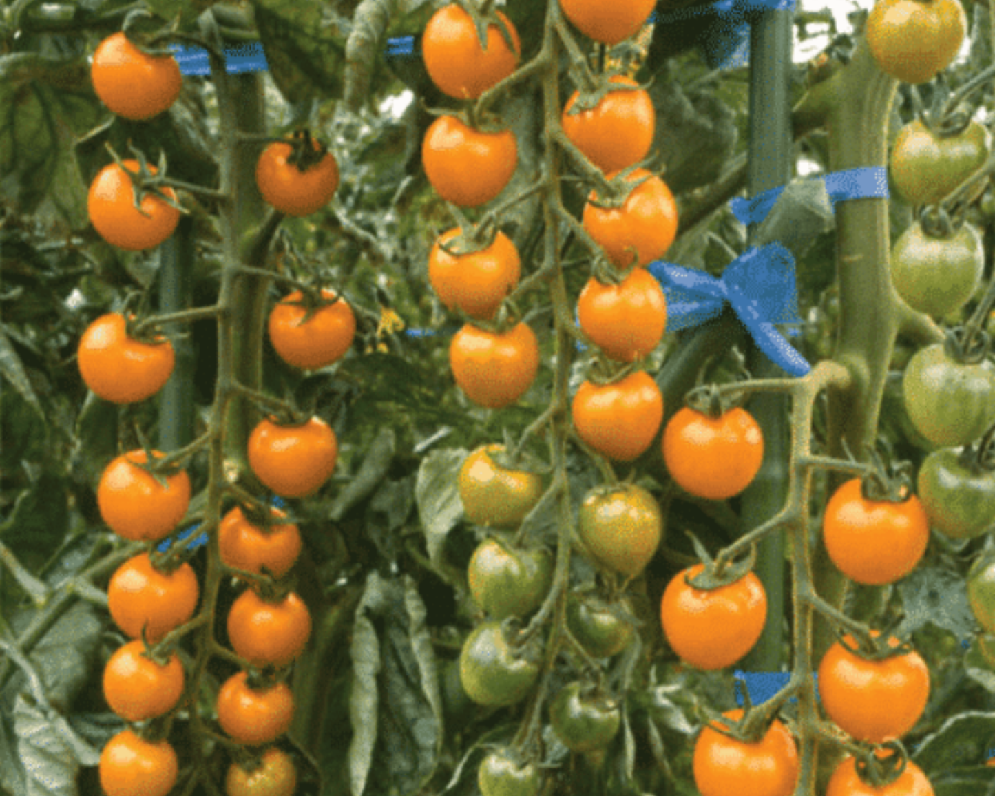 Sun Gold Hybrid Tomato Seeds packet from Seeds 'n Such showing 15-20 vibrant seeds for planting and growing sun-ripened tomatoes.