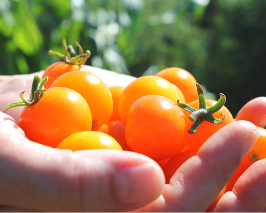 Sun Sugar hybrid tomato seeds from Seeds 'n Such, showing a packet of 15 to 20 seeds for planting and growing.
