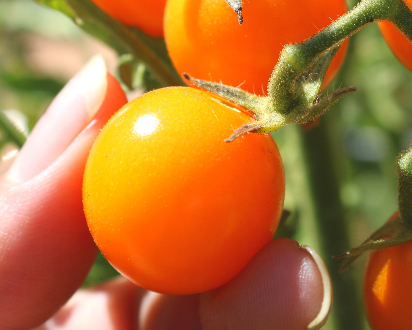Sun Sugar Hybrid Tomato Seeds pack from Seeds 'n Such showing 15-20 seeds in a colorful packet for gardening and planting.