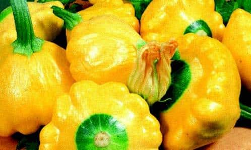 Sunburst Hybrid Summer Squash Seeds packet from Seeds 'n Such showing bright seed packet with colorful squash illustration