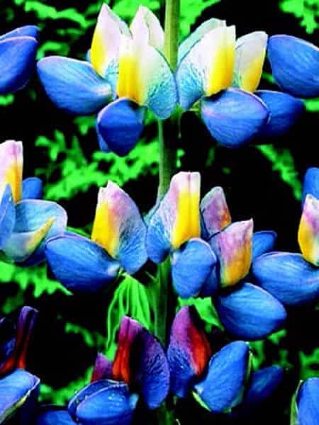 Sunrise Lupine Seeds packet from Seeds 'n Such showing 15-20 vibrant lupine seeds in a resealable bag.