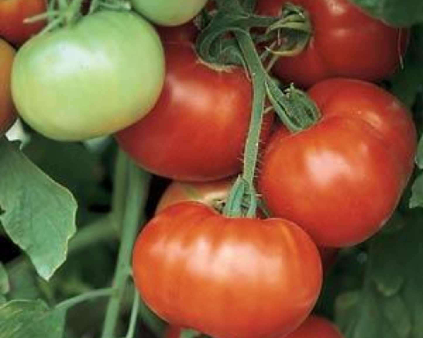 A cluster of ripe red and unripe green tomatoes grows on a disease-resistant, indeterminate vine with green leaves, from Super Fantastic Hybrid Tomato Seeds by Seeds 'n Such.