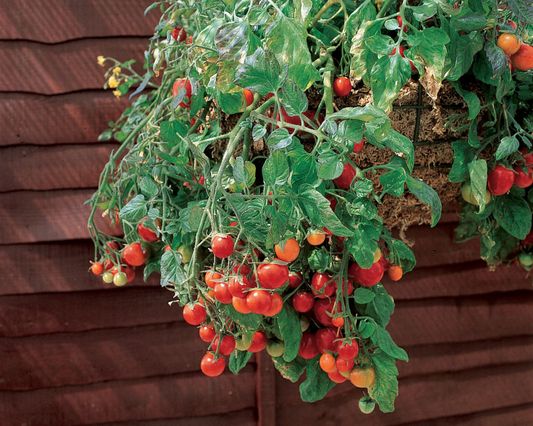 Packet of Tumbling Tom Red Tomato Seeds from Seeds 'n Such, showcasing vibrant seed packet with red tomato seeds illustration.