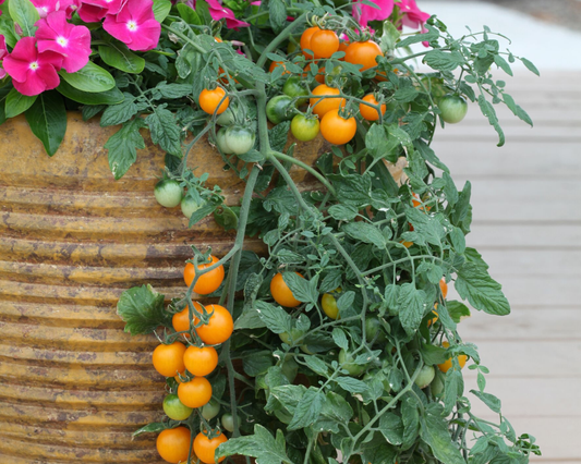 Packet of Seeds 'n Such Tumbling Tom Yellow Tomato Seeds showing bright yellow tomato seed packet with seeds inside.