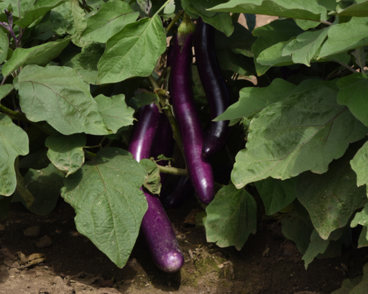 Violet Delight Hybrid Eggplant Seeds packet from Seeds 'n Such showing 15-20 seeds for planting and gardening.