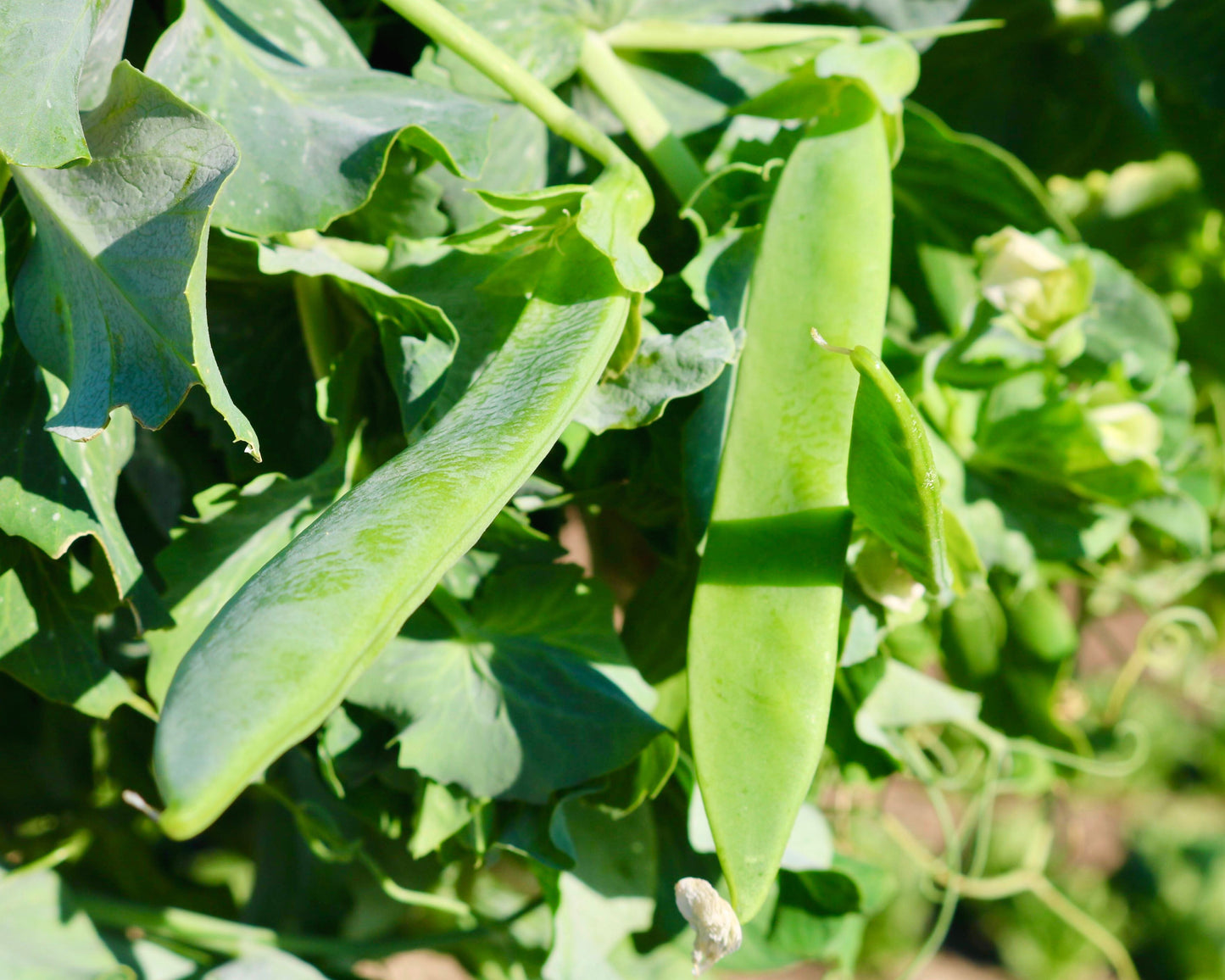 Mr. Big Pea Seeds - Blessings Grow Meadows