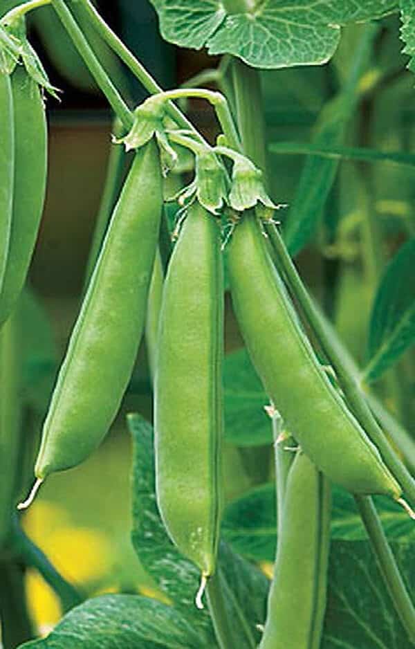 Packet of Seeds 'n Such Sugar Snap Pea Seeds showing 150 seed packets for planting and gardening.
