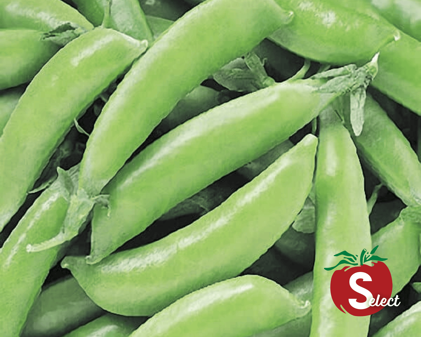 Super Sugar Snap Pea Seeds - Blessings Grow Meadows