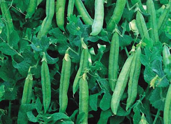 Packet of Maestro Pea Seeds from Seeds 'n Such, showing 175 pea seeds inside a clear seed packet.