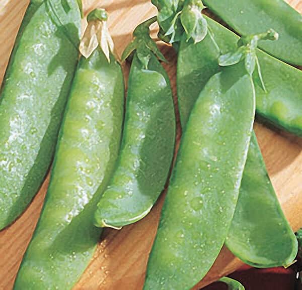 Packet of Mammoth Melting Sugar Pea Seeds by Seeds 'n Such, featuring 175 seeds for planting sweet, tender pea vines.