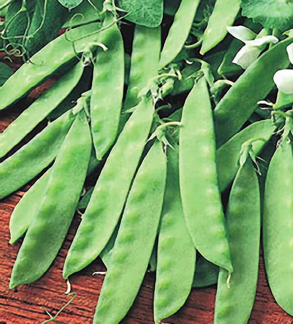Packet of Oregon Giant Pea Seeds from Seeds 'n Such showing 175 seeds in a colorful seed packet.