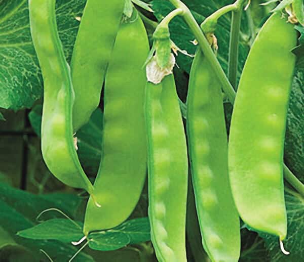 Oregon Sugar Pod II Pea Seeds - Blessings Grow Meadows