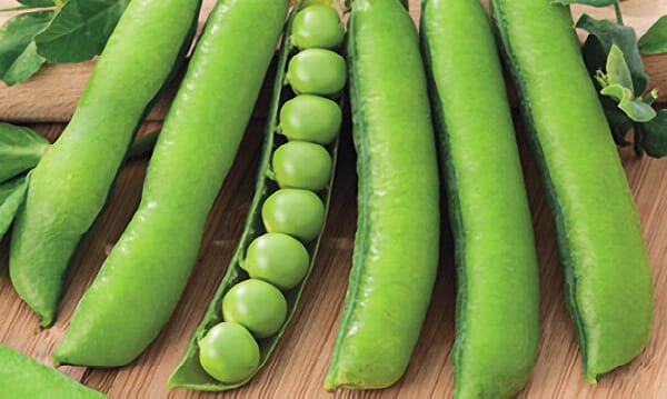 Packet of Wando Pea Seeds from Seeds 'n Such, featuring 175 seeds, ideal for planting and growing Wando peas in the garden.
