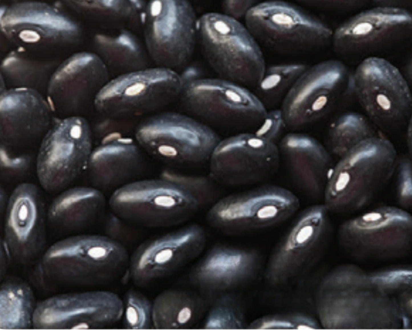 Black Turtle Bean Seeds - Blessings Grow Meadows