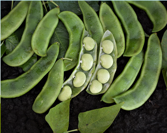 Burpee Improved Lima Bean Seeds in Seeds 'n Such packet, showing green lima bean seeds for planting.