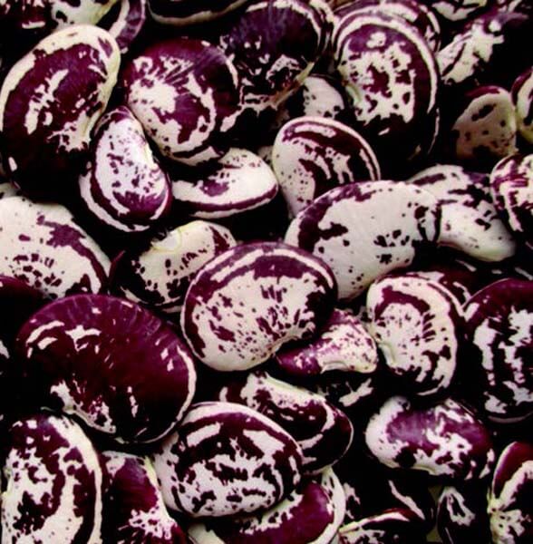 Seeds 'n Such Christmas Bean seed packet with large speckled Lima beans, showcasing vibrant, speckled bean illustrations.