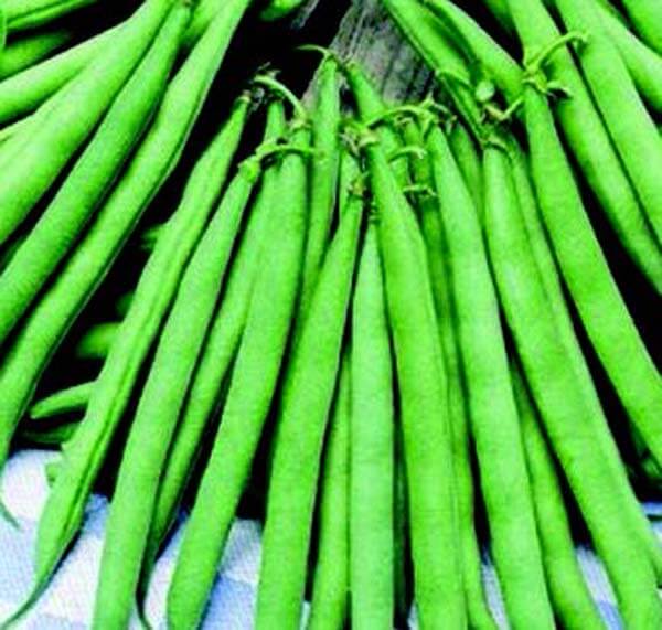 Contender bean seeds packet from Seeds 'n Such showing 2 oz of bright green bean seeds for planting.