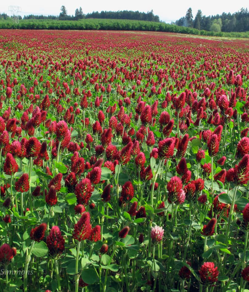 Packet of Seeds 'n Such Crimson Clover seeds, 2 oz, showing vibrant crimson clover flower and green seed packet.