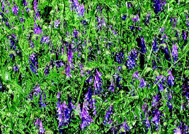 Two-ounce packet of Seeds 'n Such Hairy Vetch seeds, showing a colorful packet with vibrant seed illustrations.